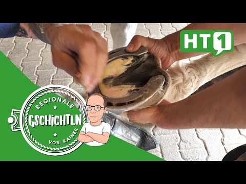 Zell an der Pram: The right horseshoes for horses | Looking over the farrier's shoulder