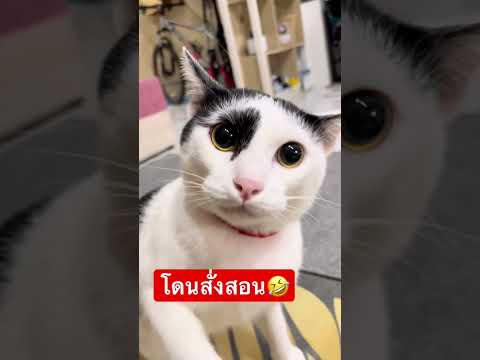 Just sneaking out to eat grilled shrimp for a bit 🤣 #catslave #catpopcornarguing #cat #fyp #cat #...