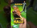 Mutton Nallai Worth Spot In Madurai Foodie Madurai Shorts