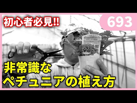 園芸 鱗状のジュニパー