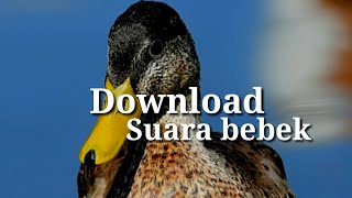 Download lagu Efek Suara Bebek Durasi Pendek mp3