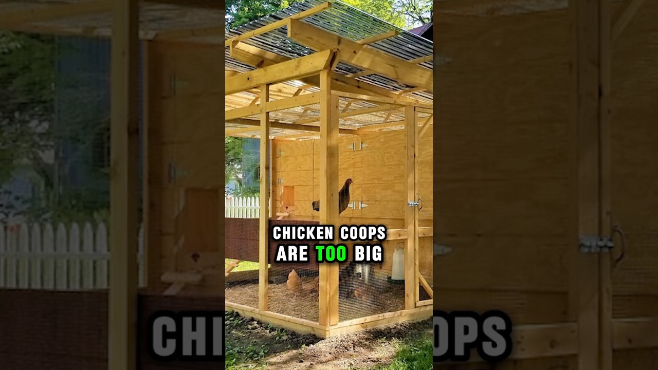 Is your chicken coop too big?