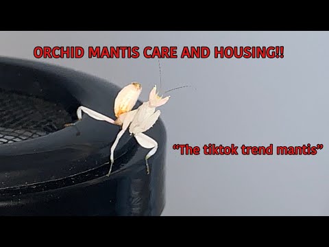 ORCHID MANTIS CARE AND HOUSING!