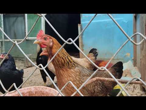 Rooster Crowing Compilation Plus Rooster crowing sounds Effect 2021