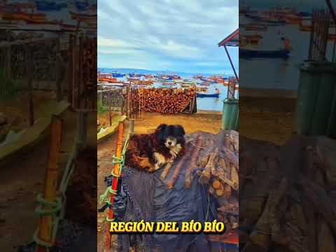 CALETA TUMBES🇨🇱 #chile #biobio #biobío #turismo #caleta #viajes #playa #paisaje #pescadores fyp #mar