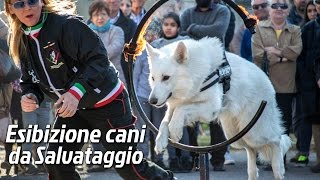 preview picture of video 'Esibizione cani da Salvataggio Soresina - 13° Memorial Ardiri Salvatore 2015 - Full HD'