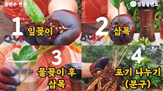 집에서 금전수 번식 방법 3가지! 금전수 잎꽂이, 삽목, 포기 나누기!! #식물키우기 #공기정화식물 #엉클플…