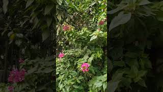 Download lagu choto choto fule fule vore gace amader moner ei bagan mp3