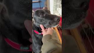 Video preview image #1 Unknown-Whippet Mix Puppy For Sale in Webster, WI, USA