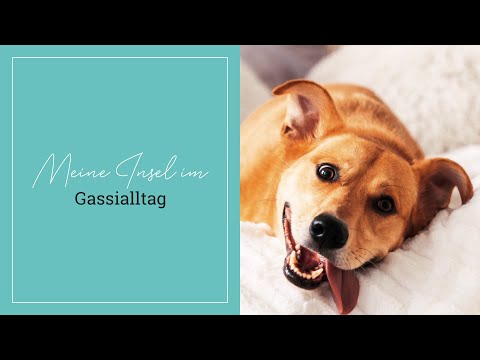 Urlaub mit Hund | YachtHotel Helvetia in Lindau am Bodensee