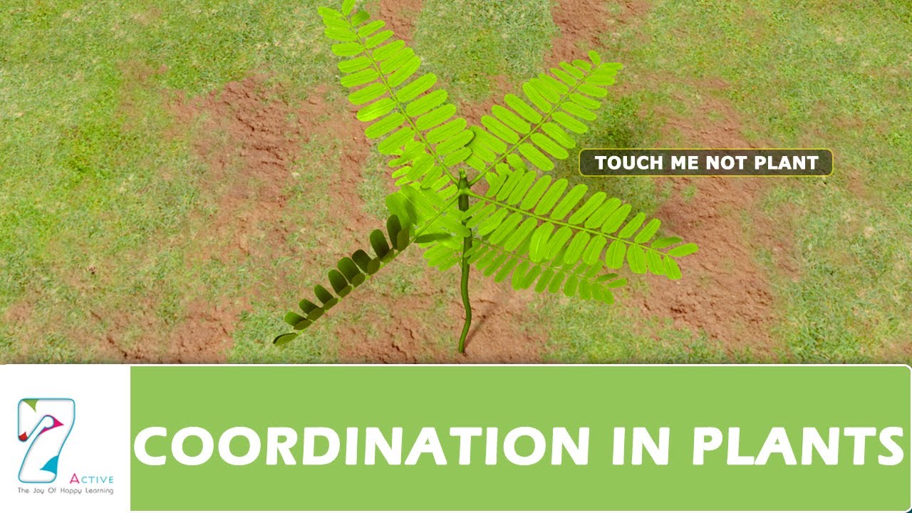COORDINATION IN PLANTS