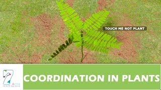 COORDINATION IN PLANTS