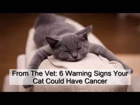 From The Vet 6 Warning Signs Your Cat Could Have Cancer