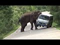 Angry Elephant Elephant Viralvideo