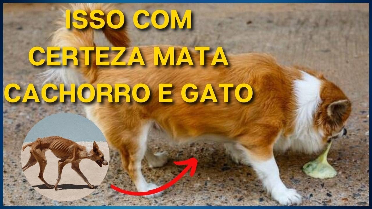 NUNCA DÊ ESSAS 9 COISAS E ALIMENTOS. Alimentos Tóxicos para Cães e Gatos.
