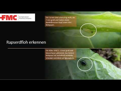 Rapserdfloh-Alarm in Raps!