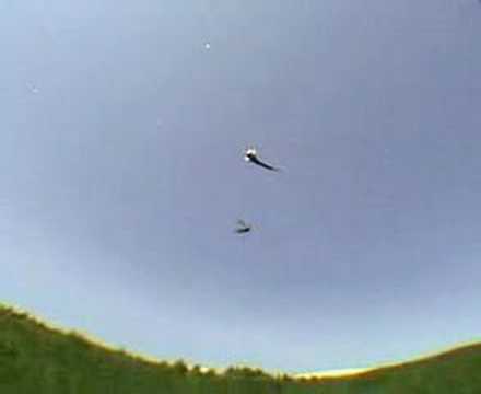 Midges: Chapter 5 of the  "Bugs of the Underworld" DVD