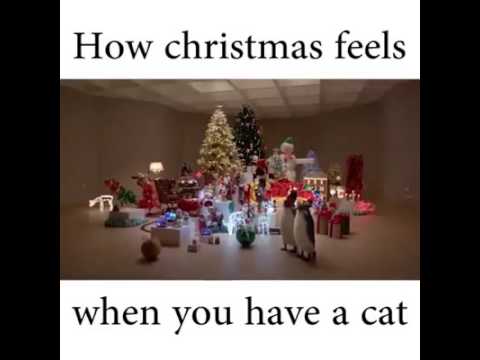 download lagu mp3 mp4 How Christmas Feels When You Have A Cat, download lagu How Christmas Feels When You Have A Cat gratis, unduh video klip How Christmas Feels When You Have A Cat