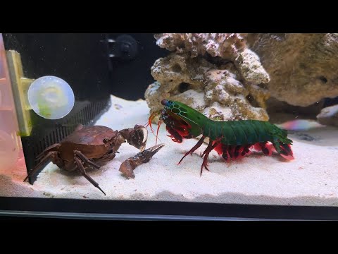 Giant Smashing Mantis Shrimp VS Giant Crabs