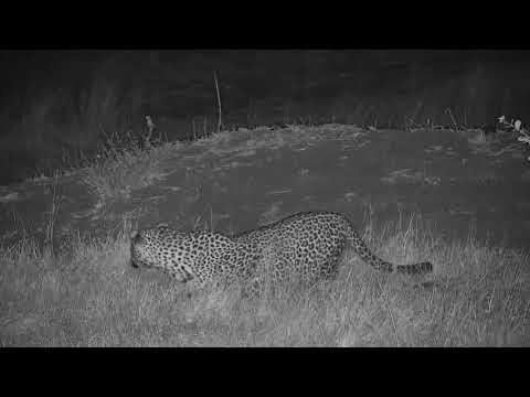 Djuma: Leopard-Hosana male arrives hoping for dinner - 18:22 - 07/10/19