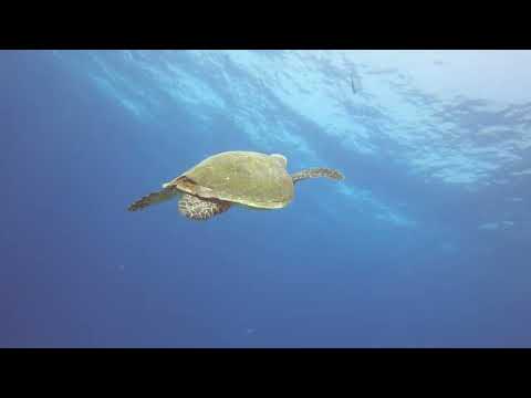 carless reef hurghada 03 05 22