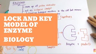 Biology- Lock and Key Model of Enzyme