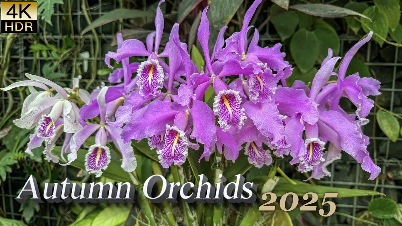Autumn Orchids Exhibition — In Full Splendor as Winter Nears. 冬が近づく中、華やかに咲く秋の洋ラン展が、新宿御苑と昭和記念公園で開催。