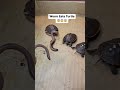 Have you ever seen a Worm eating a Turtle?🥵 #easternboxturtle #shortvideo