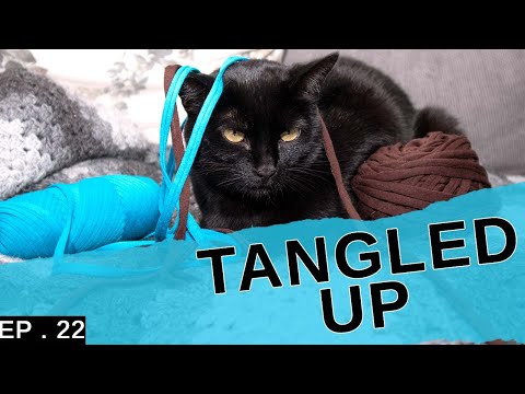 Cats playing with yarn