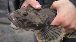 По чем черви для рыбалки в краснодаре