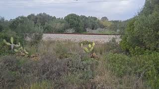 9 Dicembre 2025: Cuidado Piquiños! Não existem músculos sem espinhos!, Olhão, Portugal