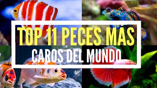 😱💵Los 11 PECES más CAROS del MUNDO‼🌍