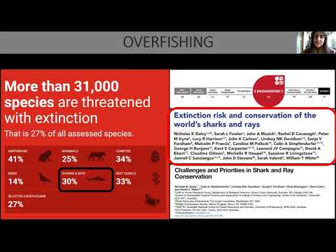 Shark and Ray Webinar Episode 5 – Toxic Relations: Unsustainable practices affecting sharks