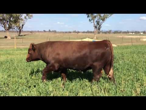 Kamilaroi Storm Front