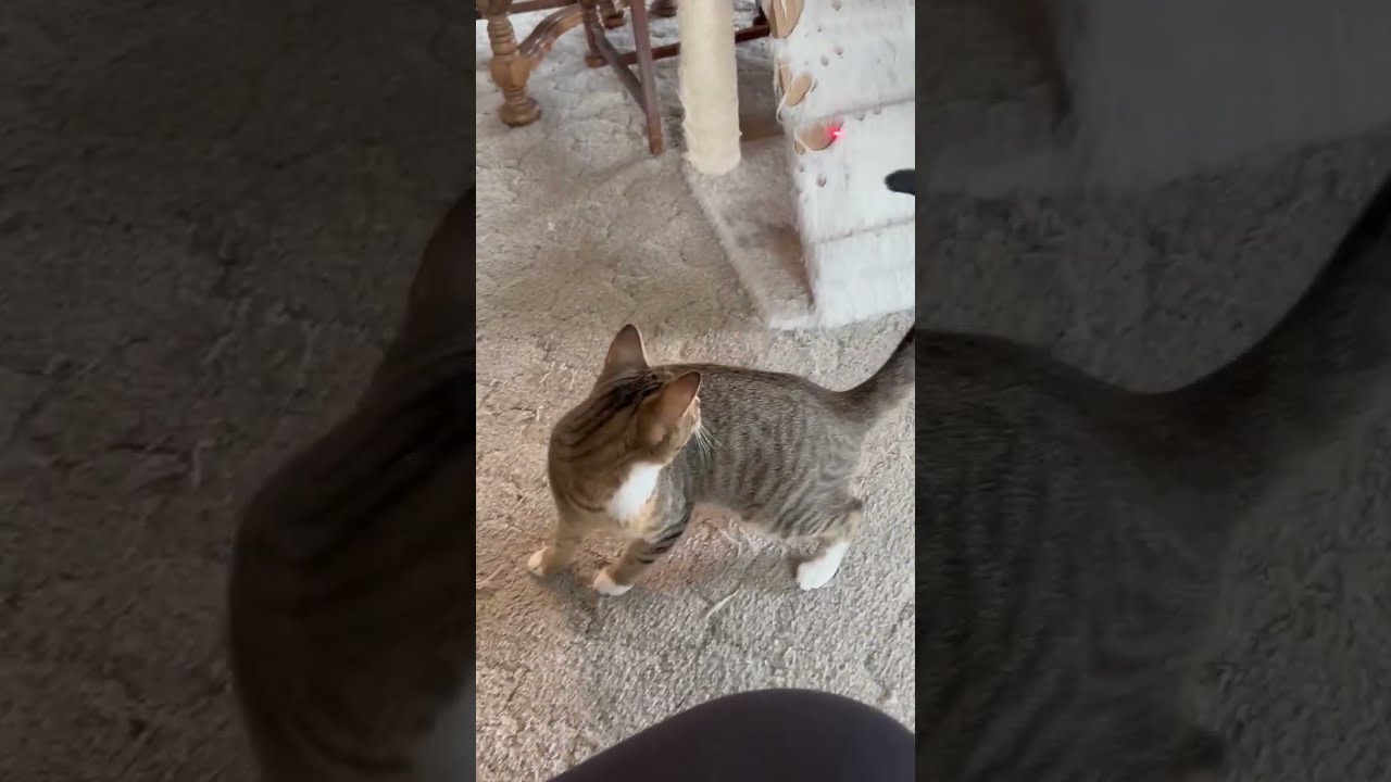 Enlarge Rigger, a Adoptable Domestic Short Hair in Tillamook, OR video 2/5