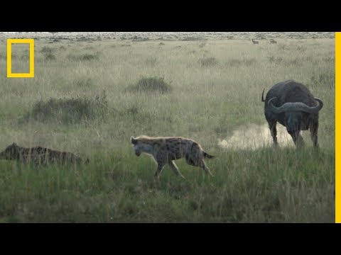 Cuando LAS HIENAS atacan al becerro de Búfalo, comienza la batalla | National Geographic en Español