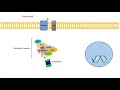 Wnt/β-Catenin Signaling Pathway | Overview, Purpose and APC Mutations