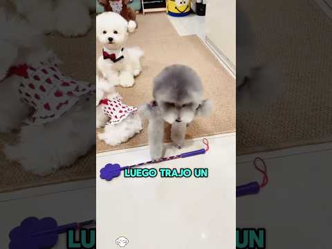 Un perro llevó un palo... para que castigaran a otro #funnyshorts #pets #cute #love