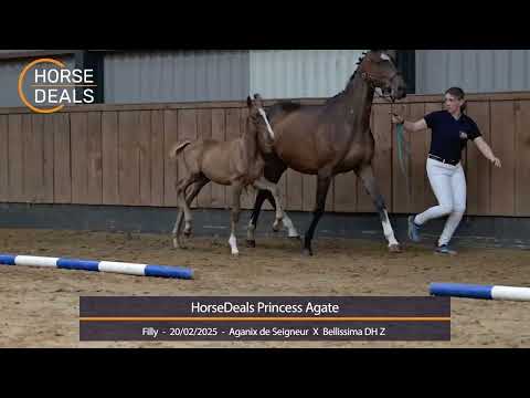 HorseDeals Princess Agate