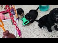 Mixed Breed dogs for sale: Adele - Video 1