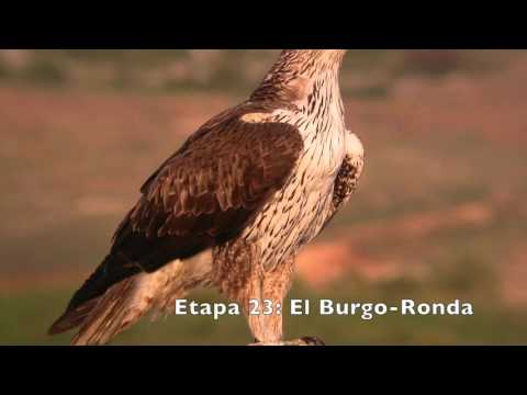 Aves de la Gran Senda de Mlaga (GR 249). Etapas 18 a 26