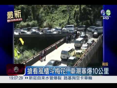 南投風櫃斗賞梅潮 人車塞爆!