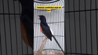 Download lagu Muraibatu isian lovebird nembak panjang #rajanabirdfarm #pancinganmuraibatu #masteranmuraibatu#murai mp3