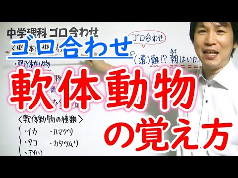 軟体動物の種類: 特徴と例 - 4. Antalis vulgaris