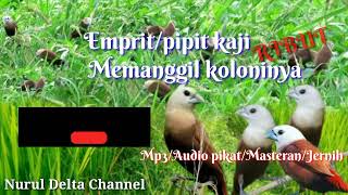 Download lagu Suara pikat burung emprit/Pipit kaji memanggil koloni mp3 Download lagu Suara pikat burung emprit/Pipit kaji memanggil koloni mp3