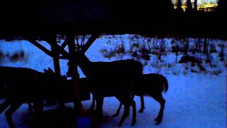 2012-01-10-1700 Sun came out late Cautious buck.AVI