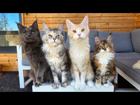 4 Generations of Maine Coon Cats Living Together!