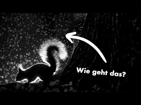 Squirrels, lightning, and grey herons - Looking back on 10 years of nature photography in the cit...