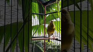 Download lagu KENARI malas bunyi, Terapi untuk kenari masteran canary #canarysingtraining #kanareyka mp3