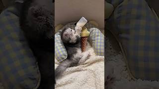 Download lagu 🥰 minum cucu dulu yuk #shorts #kucinglucu #fyp mp3